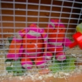 5896cagebunny