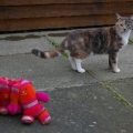 Millie1